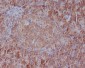 Anti-GRP78 BiP HSPA5 Rabbit Monoclonal Antibody
